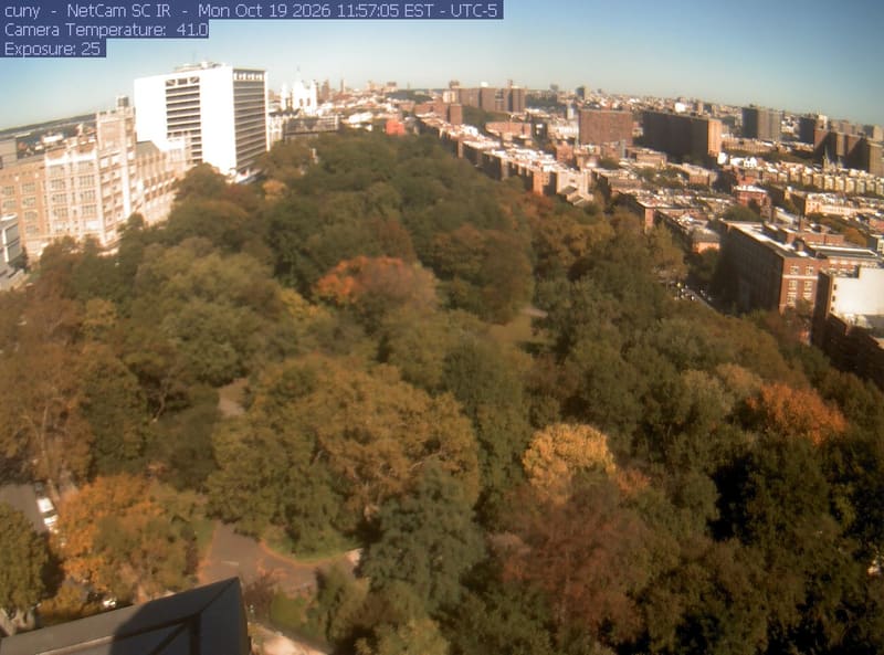 A large city park canopy fills the foreground between surrounding buildings.