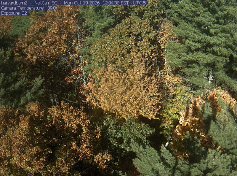 Overlapping green and yellowing broadleaf crowns fill the frame among conifers, with small patches of orange and red foliage.