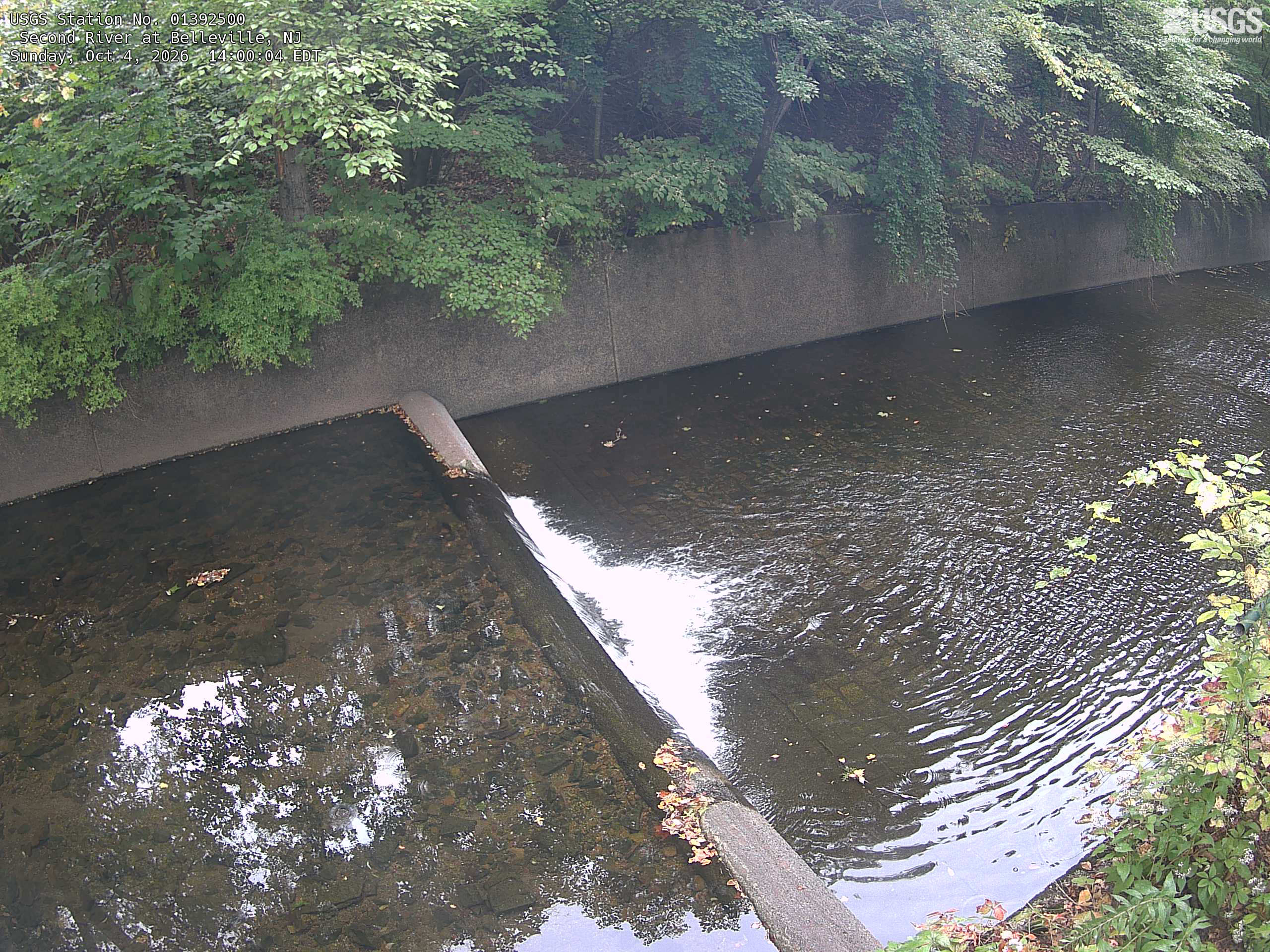 A low weir and reflective stream run beneath a broad bank of clearly readable green trees and vines, with a few yellowing leaves. A retaining wall crosses the middle.