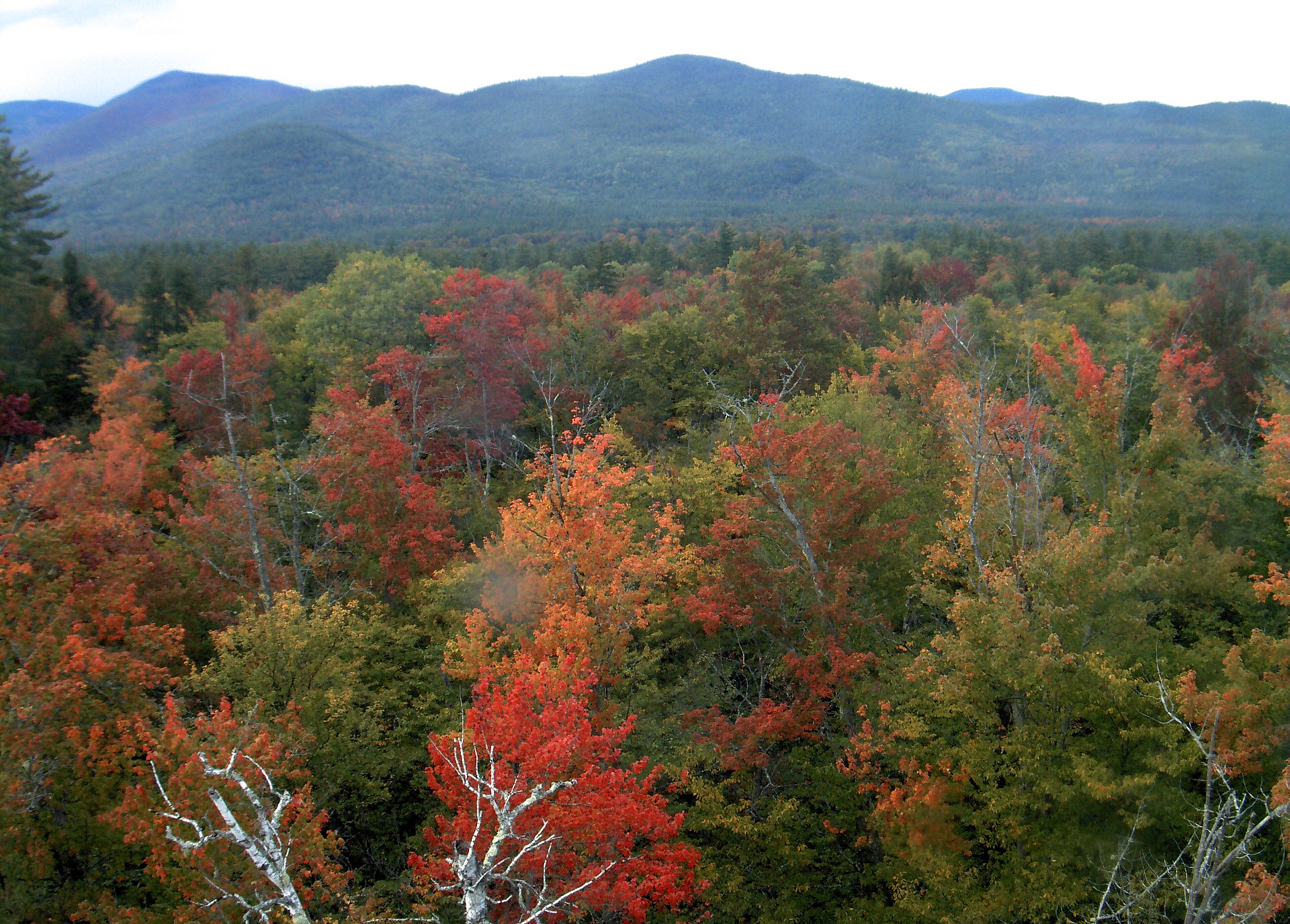 A wooded ridge rises beyond the close canopy at Bartlett Experimental Forest.