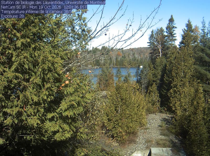A broadleaf branch overhangs the top of the view between tall conifers, with a lake and its far shore beyond. Gravel and the corner of a small structure at the bottom show the research setting.