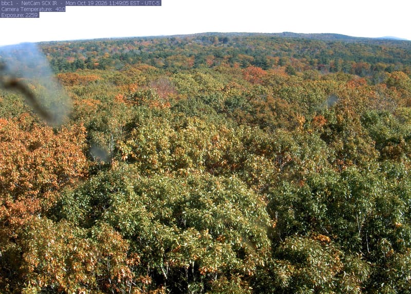 Broadleaf crowns spread from the foreground to the horizon, with green, yellowing and scattered orange foliage clearly visible across the woodland.