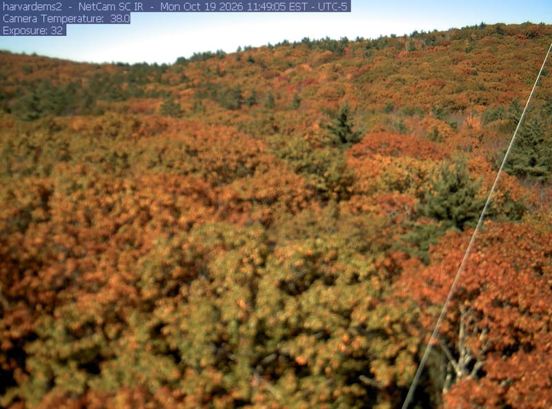 An almost continuous wooded slope fills the frame, with distinct orange and red crowns among green trees across the upper hillside.
