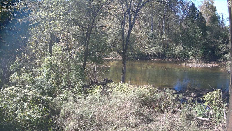 The wooded creek scene fills the frame with nearby trunks, branches and the opposite bank. Most leaves are green, with distinct yellow and orange patches.