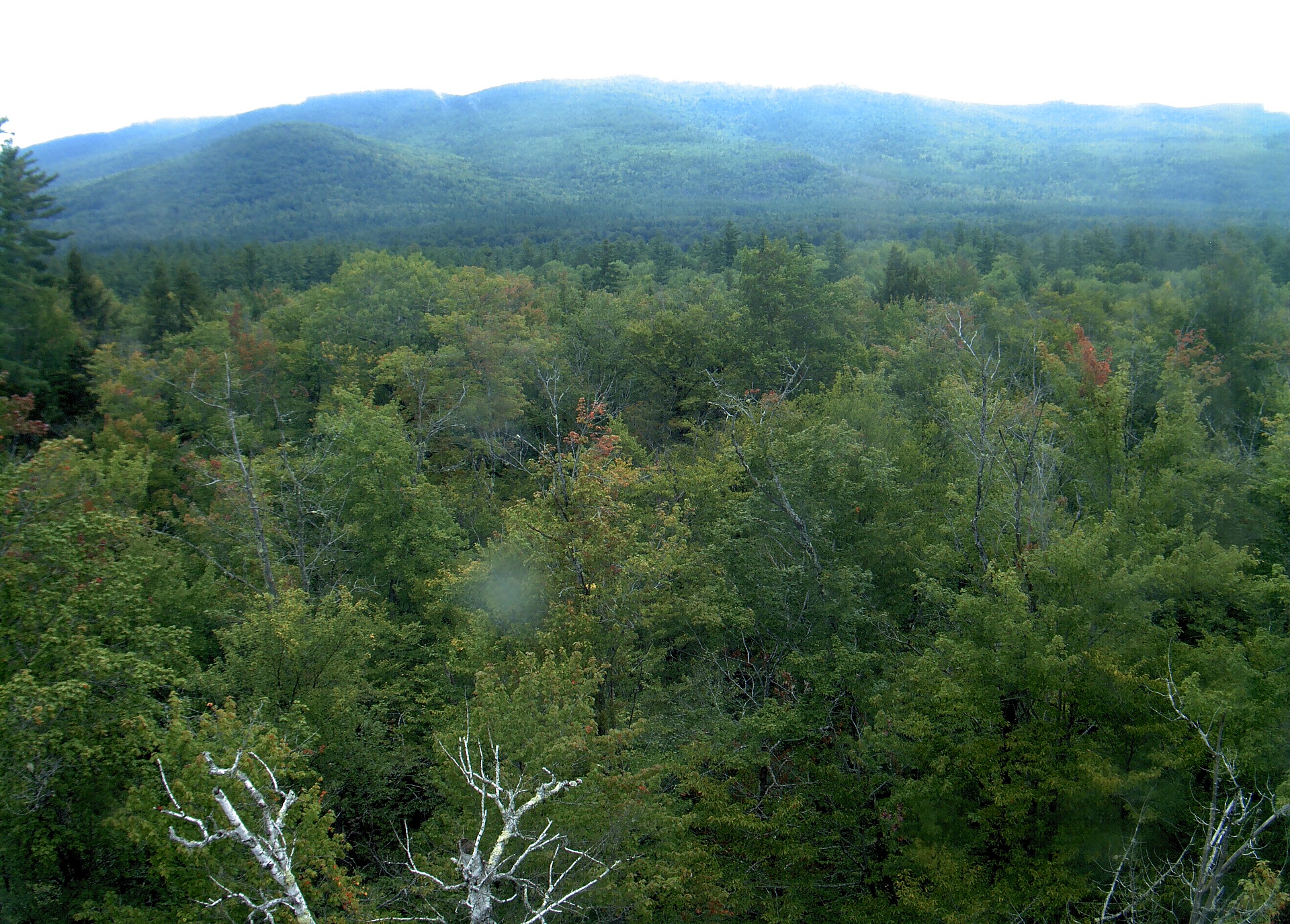 A wooded ridge rises beyond the close canopy at Bartlett Experimental Forest.