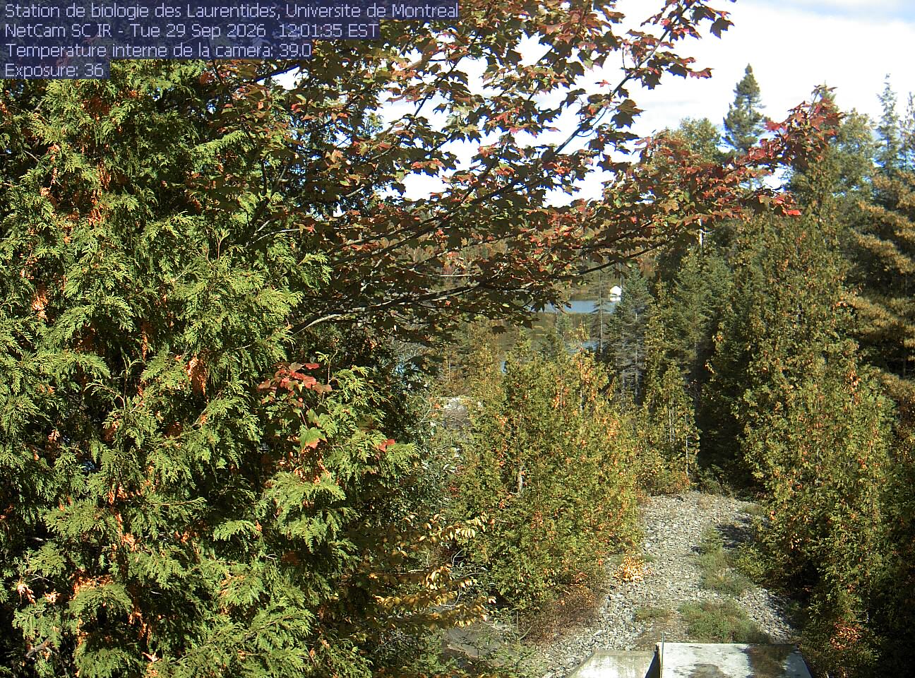 A broadleaf branch overhangs the top of the view between tall conifers, with a lake and its far shore beyond. Gravel and the corner of a small structure at the bottom show the research setting.