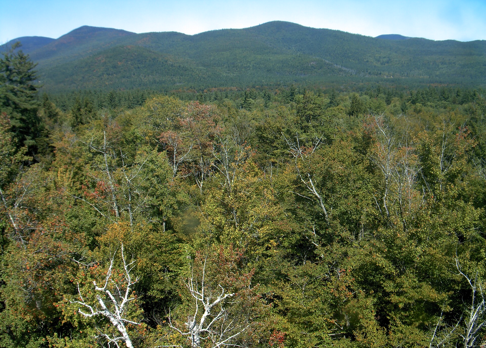 A wooded ridge rises beyond the close canopy at Bartlett Experimental Forest.