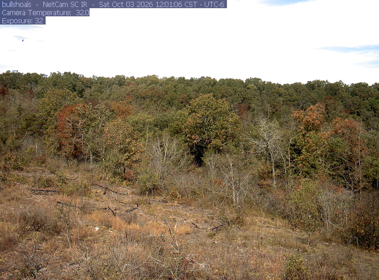 A dry grassy opening lies below a wooded slope with green, bronze, yellow and rusty trees. Several near trees have exposed branches, while the broader forest edge stays clearly visible.