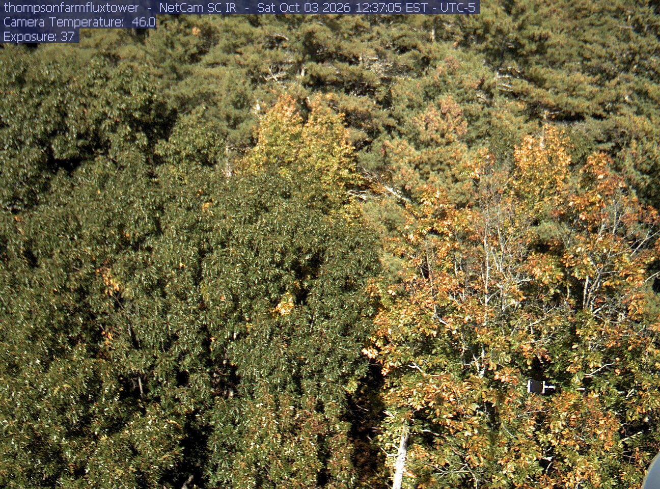 A close canopy view fills the frame with mostly green crowns and scattered yellowing leaves. The texture is slightly soft and lower gaps are shaded, but foliage remains readable. No wet lens or major glare is apparent; there is little horizon or outing scenery.