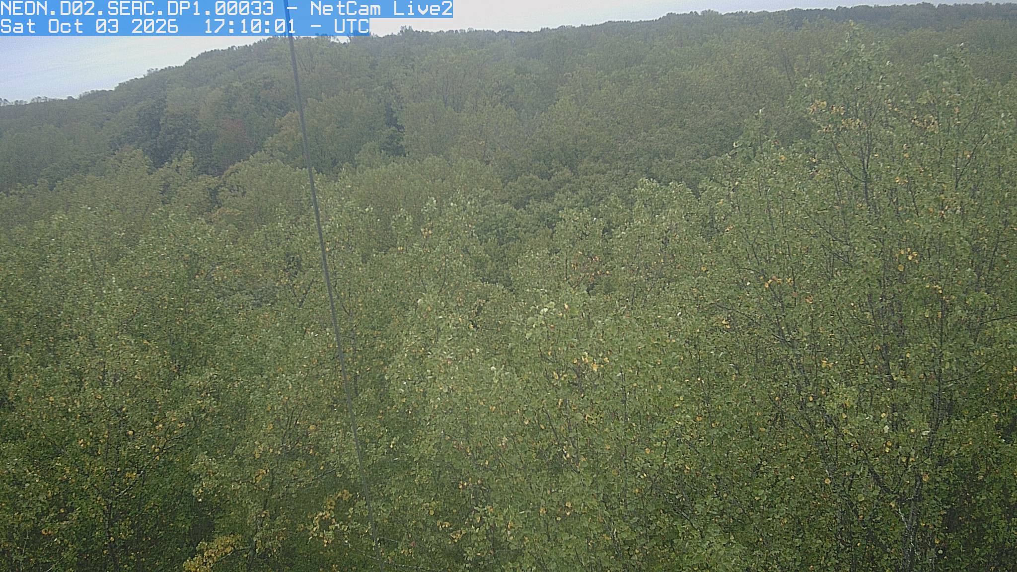 An extensive green canopy with scattered yellow leaves extends to a wooded horizon. Individual near crowns are readable through subdued, slightly hazy light; a thin support cable crosses the scene.