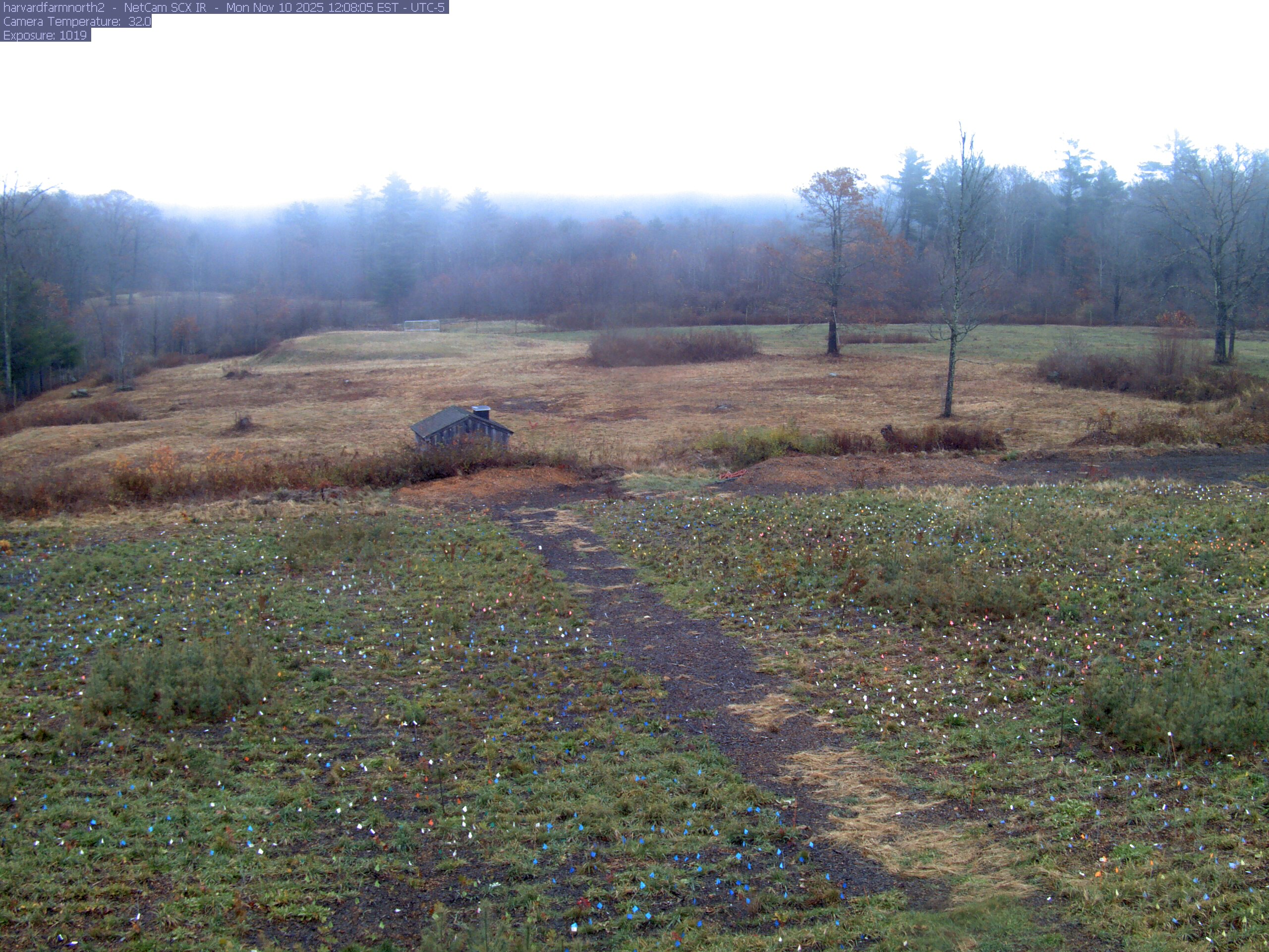 The meadow is bordered by several clearly separate deciduous trees with green, yellow, orange and red foliage. A yellow near tree shows its trunk and thinning branches; the middle-distance woodland supplies additional readable crowns.