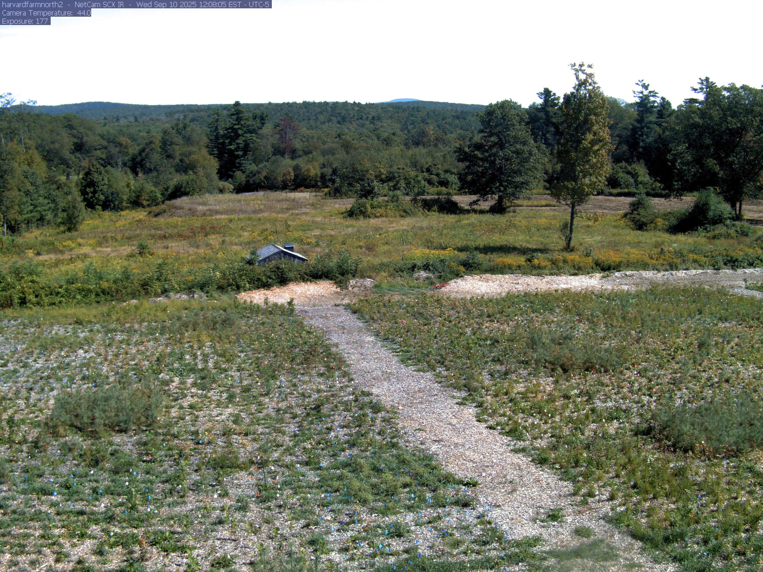 The meadow is bordered by several clearly separate deciduous trees with green, yellow, orange and red foliage. A yellow near tree shows its trunk and thinning branches; the middle-distance woodland supplies additional readable crowns.