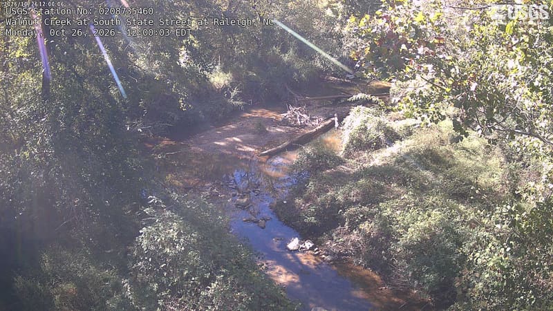 A rocky amber creek winds between densely wooded banks, with yellow-green leaves overhanging at upper right and dark green crowns along the far bank.