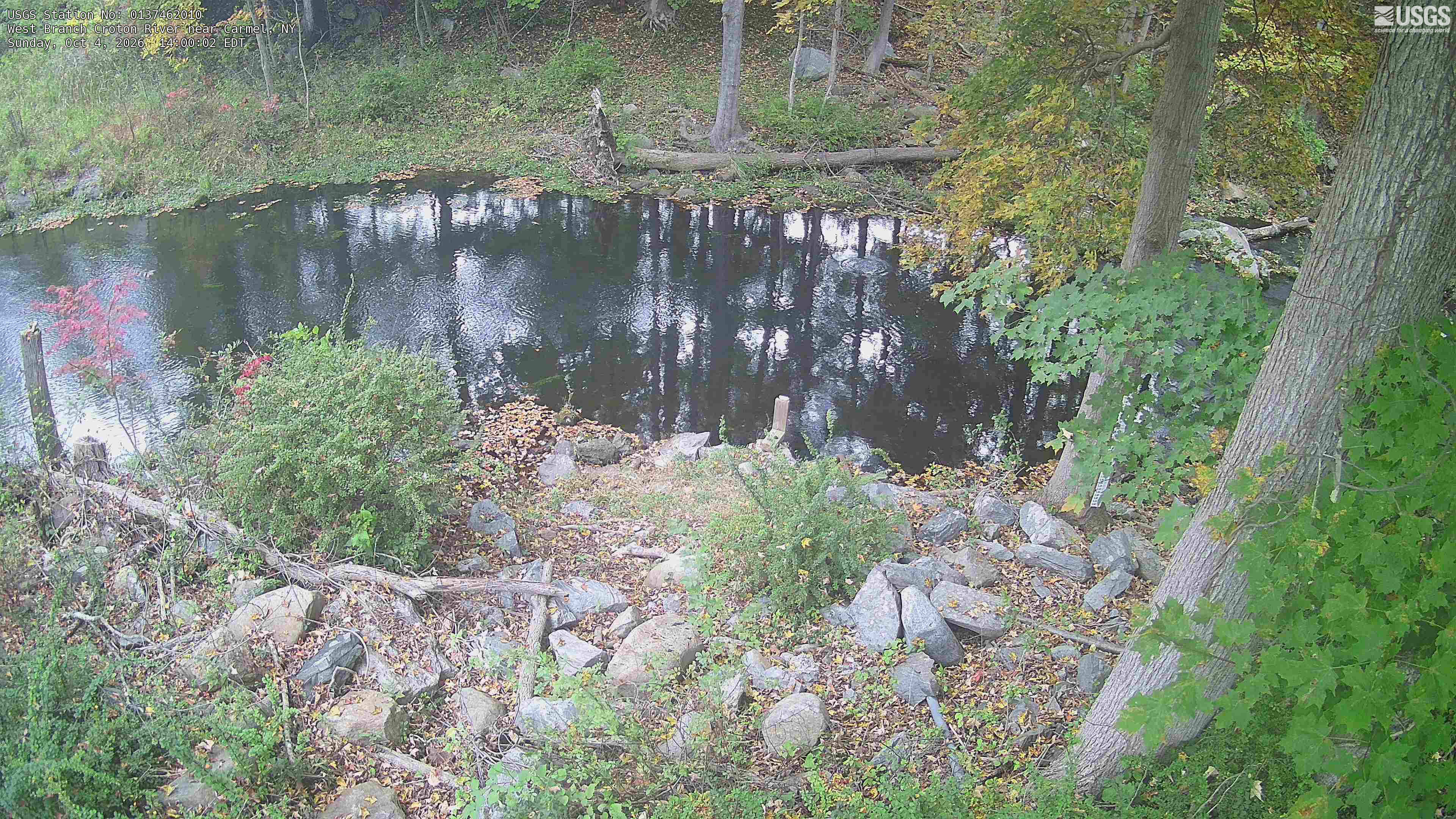 A quiet woodland pool framed by large near trunks and clearly resolved leaves, with yellow and red patches among green foliage and fallen leaves along the bank. The view describes a small streamside woodland patch, not the wider reservoir or county. Trunks crop some overhead crowns.