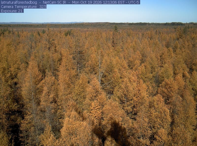 A broad forested bog stretches beneath textured clouds. Needle-shaped crowns are mostly green and olive, with yellowing trees and one vivid orange patch; distant woodland is visible across the horizon.