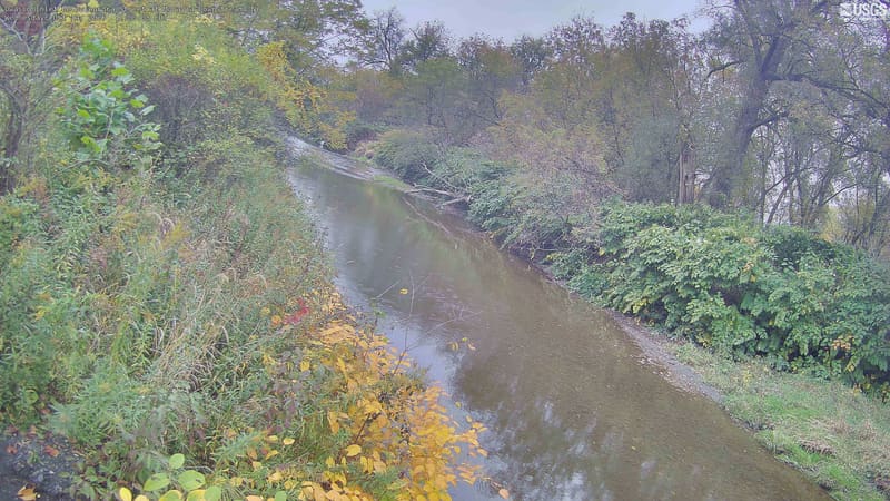 A long creek reach enclosed by dense trees and shrubs, mostly green with small yellowing branches and patches of red leaves. Light haze and low contrast soften color, but the crowns and local vegetation remain readable. Near vines and shrubs are part of the scene, not identified tree species.