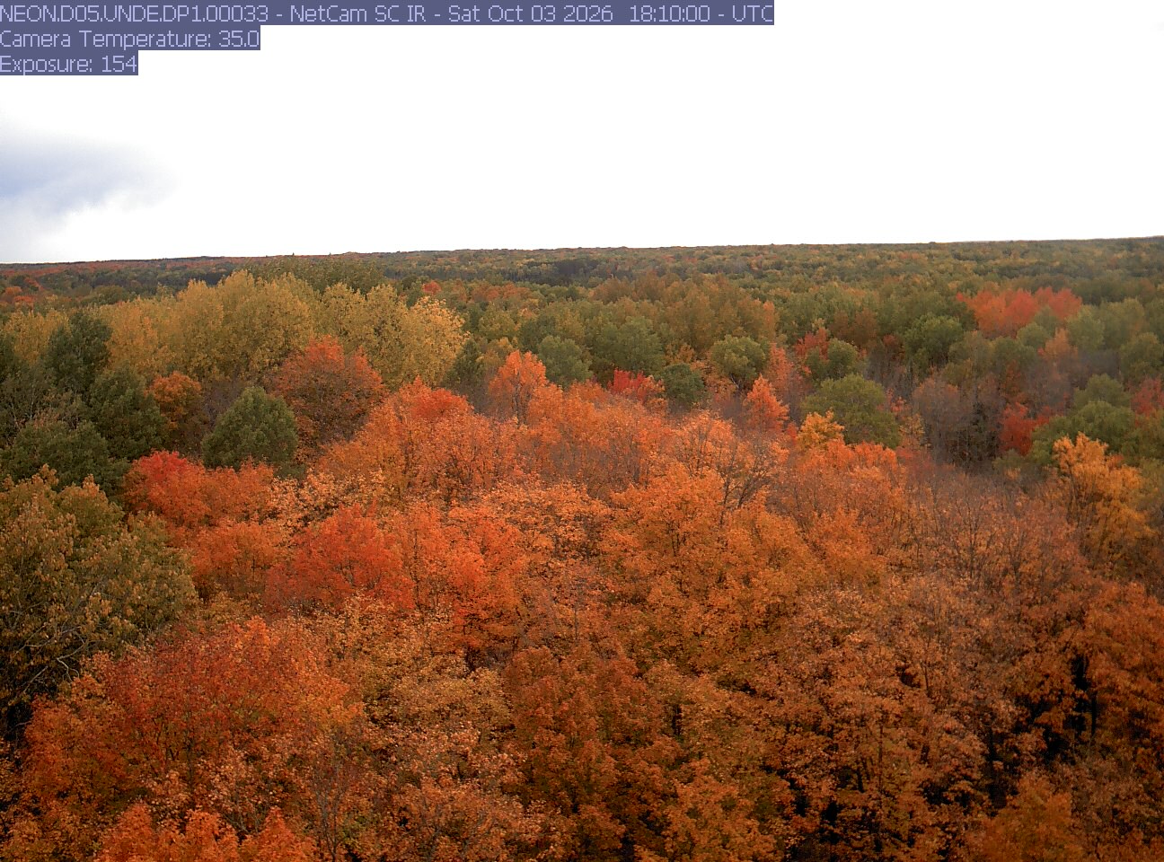 An extensive canopy of vivid orange, red, yellow and green crowns stretches to the horizon.