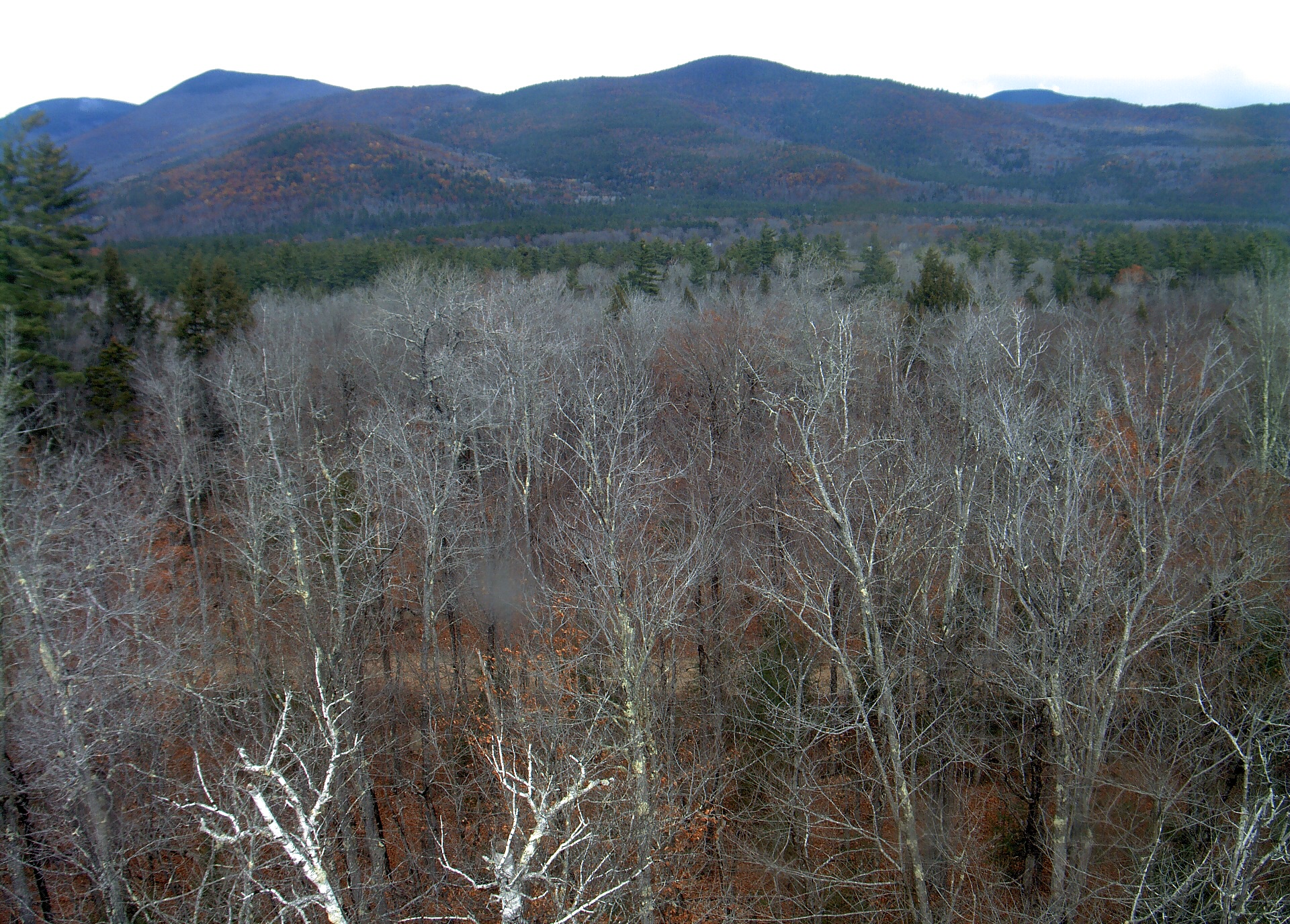 A wooded ridge rises beyond the close canopy at Bartlett Experimental Forest.