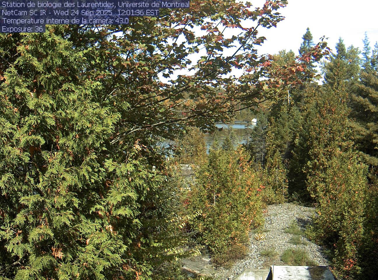 A broadleaf branch overhangs the top of the view between tall conifers, with a lake and its far shore beyond. Gravel and the corner of a small structure at the bottom show the research setting.