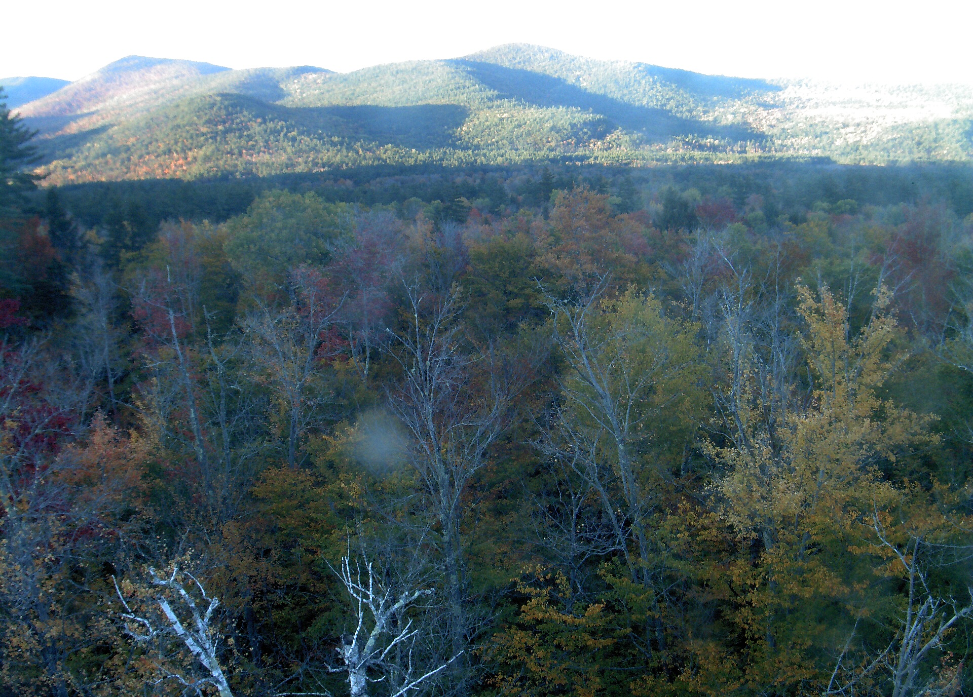 A wooded ridge rises beyond the close canopy at Bartlett Experimental Forest.
