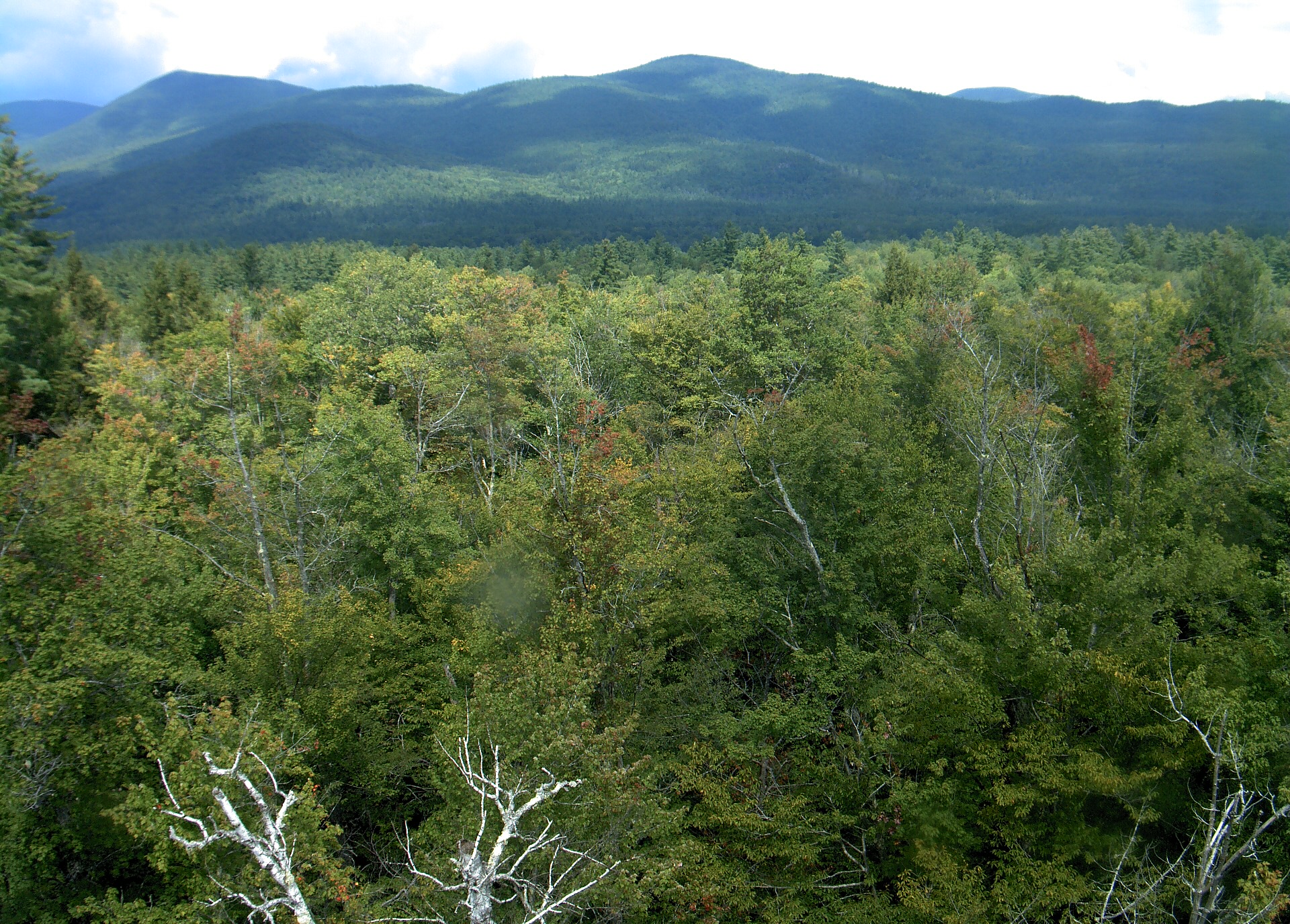 A wooded ridge rises beyond the close canopy at Bartlett Experimental Forest.