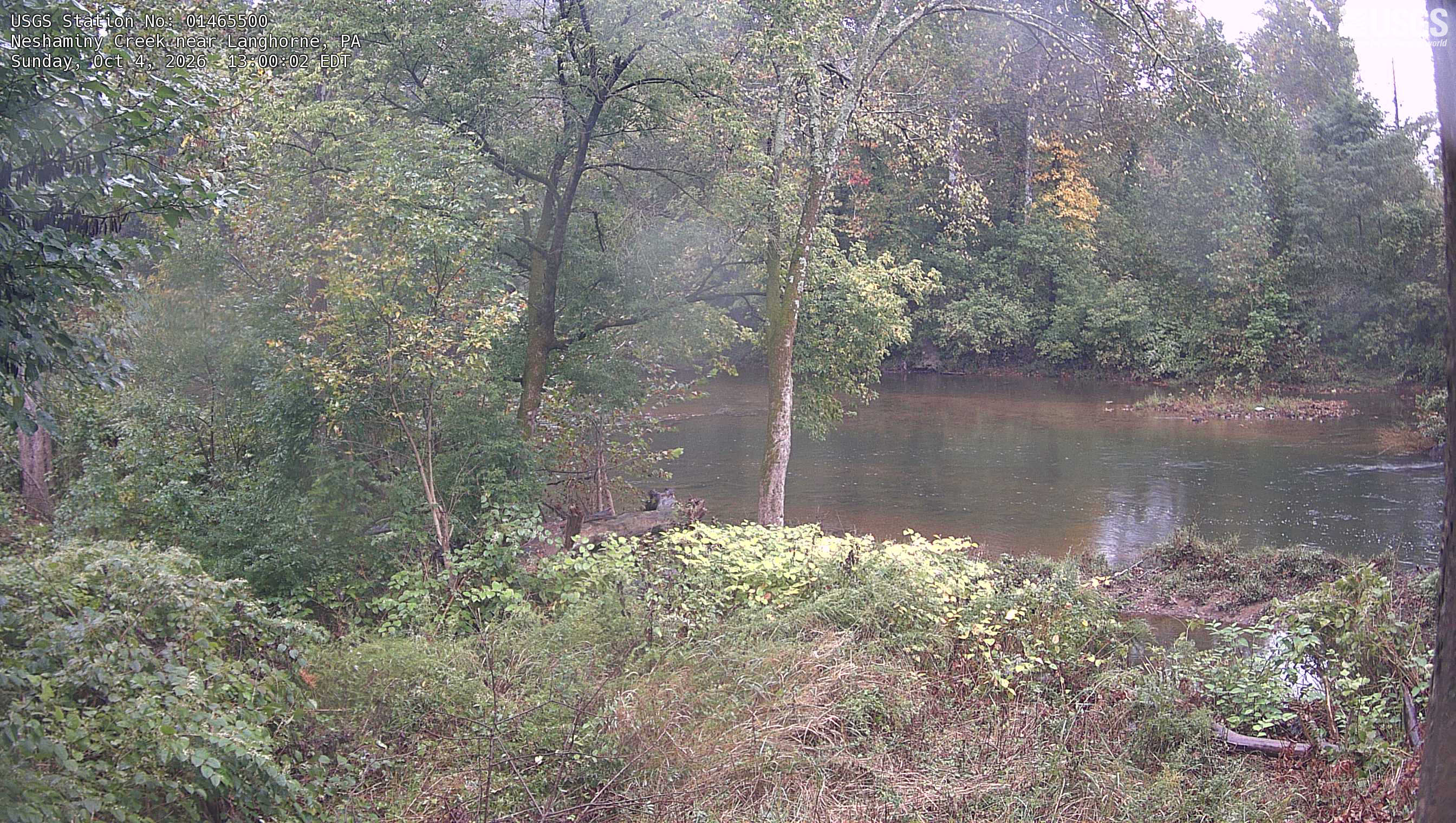 The wooded creek scene fills the frame with nearby trunks, branches and the opposite bank. Most leaves are green, with distinct yellow and orange patches. Mild bright haze at upper right does not prevent reading the scene.