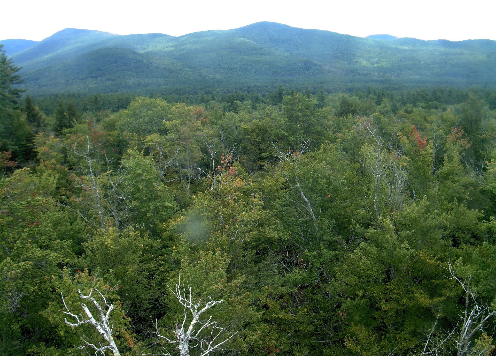 A wooded ridge rises beyond the close canopy at Bartlett Experimental Forest.