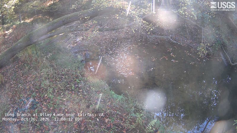 A close woodland creek pool with fallen trunks and floating autumn leaves; banks carry ferns, leaf litter and green branches with yellow and rusty leaves.