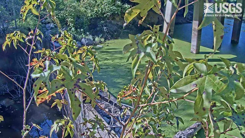 Sweetgum leaves hang in front of the Black River’s lily pads below the piers of the highway bridge.