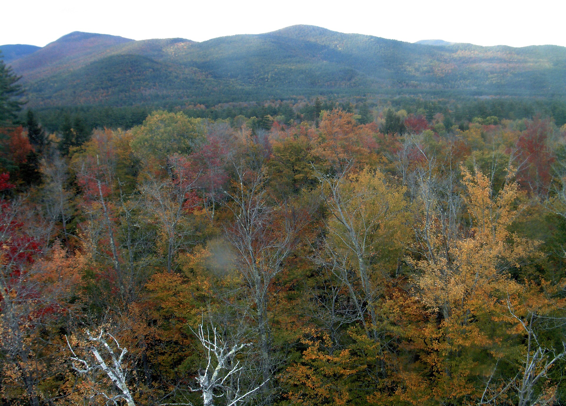 A wooded ridge rises beyond the close canopy at Bartlett Experimental Forest.