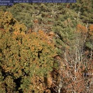 Woods at Durham, New Hampshire, October 21, 2026