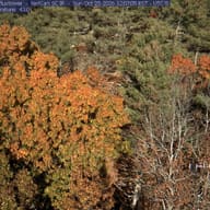 Woods at Durham, New Hampshire, October 25, 2026