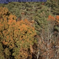 Woods at Durham, New Hampshire, October 23, 2026